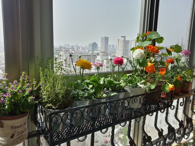 家庭陽臺(tái)種菜幾種綠化形式