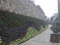 山陽縣護坡植物墻 (2)